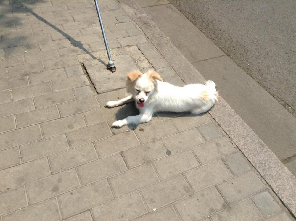 Dog.JPG
