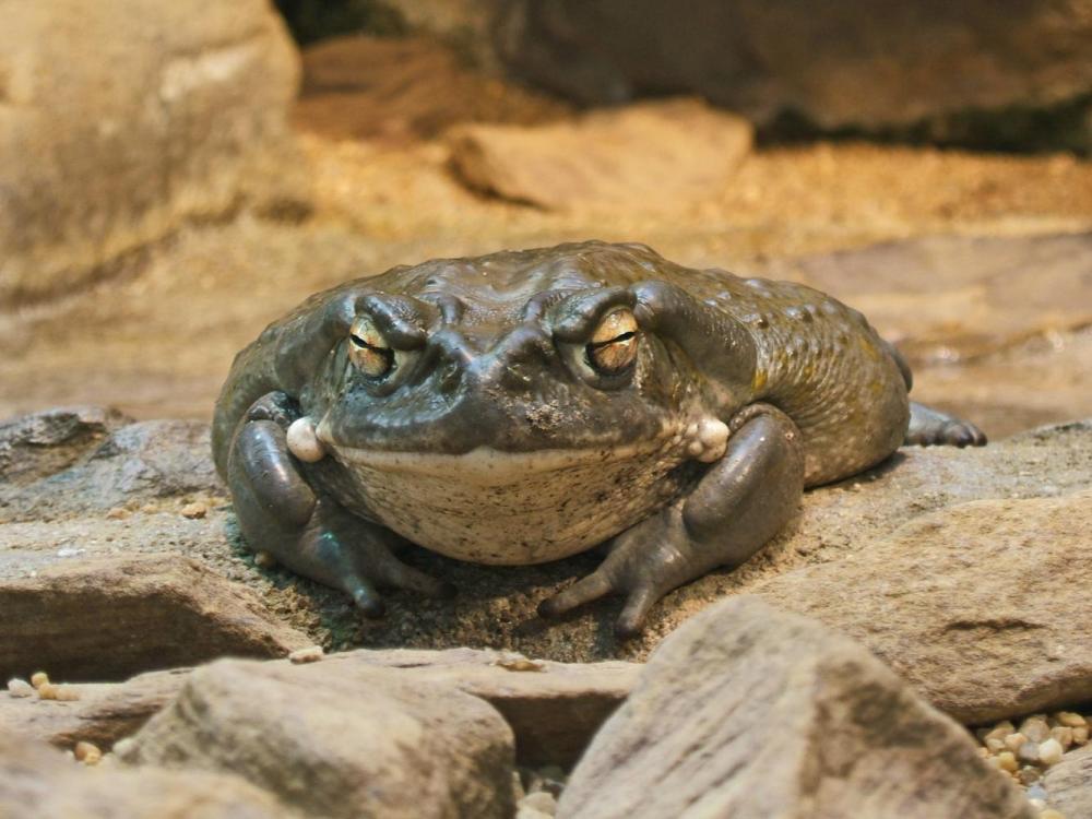 2009-03-13Bufo_alvarius067.jpg