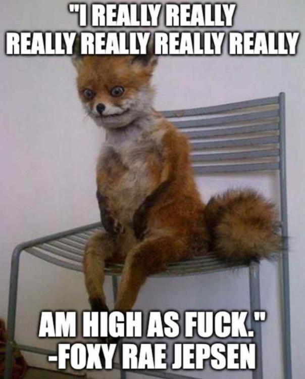 I really am high as fuck. Foxy Rae Jepsen.jpg