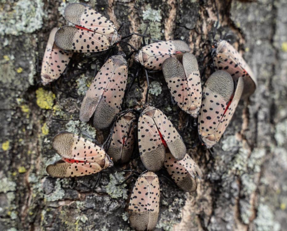 spotted-lanternflies-scaled.jpeg