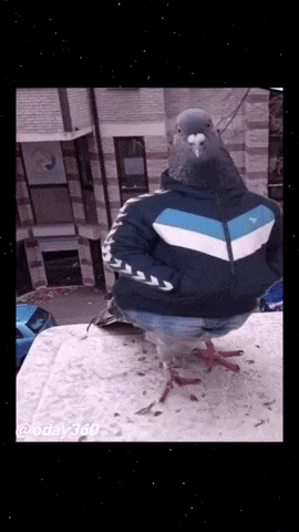 Pigeon Meme GIF.gif