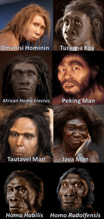 the-diversity-among-homo-erectus-around-the-world-homo-v0-7xyloe80y1h51.png
